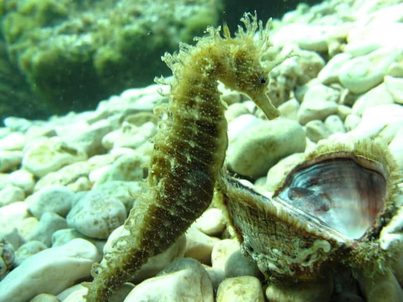 Tučepi: Adriatic Sea Diving Lessons with Guided Dive & Gear - Who should choose this lesson