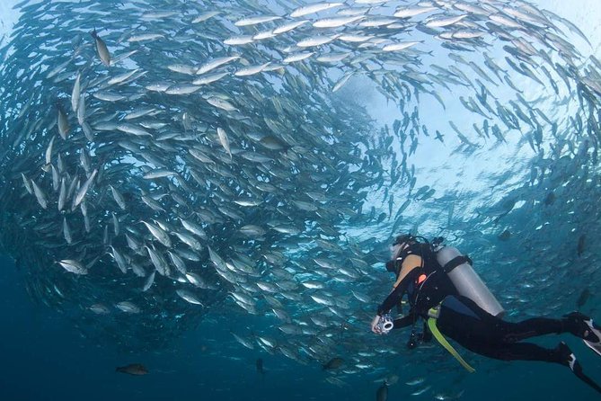 Tulamben Diving Tour Shipwreck USS Bali - Key points to know before booking