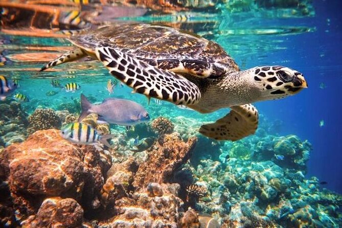 Tulum Area Experiences Guided 2 Tank Scuba Dive Casa Cenote & Barrier Reef-Lunch - What the six-hour schedule looks like