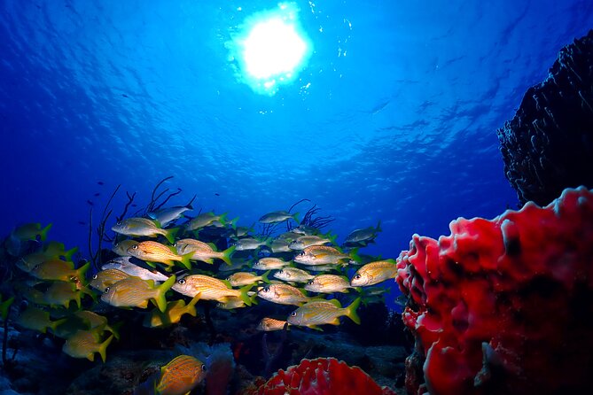 Tulum Diving (Reef) 2 Tanks - Assessing the $191.16 price