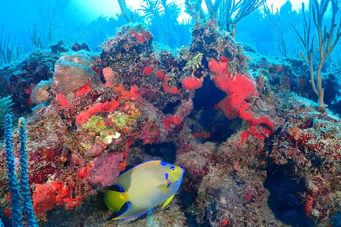 Tulum Diving (Reef) 2 Tanks - Who will get the most from this outing