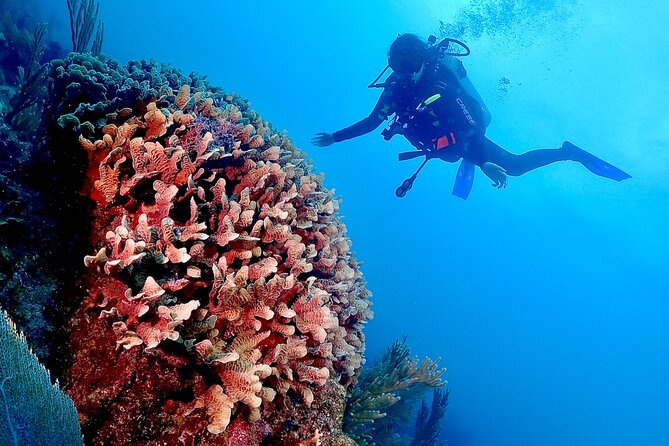 Tulum Diving (Reef) 2 Tanks - Booking, weather, and cancellation details