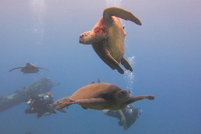 Turtle & Shark Scuba Dive in Lahaina: Certified - How $259 measures up