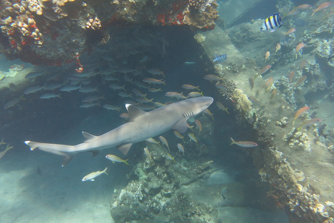 Turtle & Shark Scuba Dive in Lahaina: Certified - Timing your day around the 18-hour rule