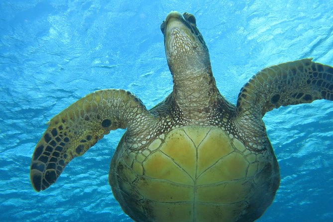 Turtle & Shark Scuba Dive in Lahaina: Certified - Who will enjoy this Lahaina scuba outing