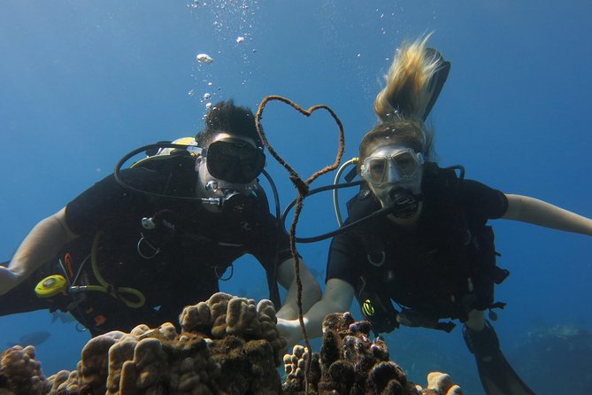 Turtle & Shark Scuba Dive in Lahaina: Certified - Turtles, reef fish, and the possible shark encounter
