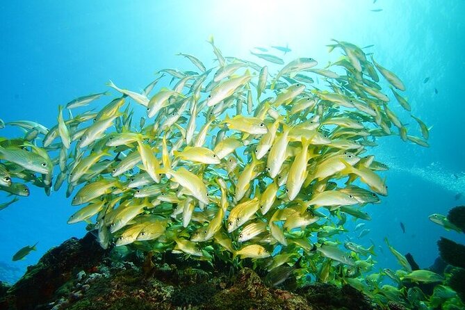 Two Dives and Class for Begginers Divers in Cancun - The classroom and pool work are the real foundation
