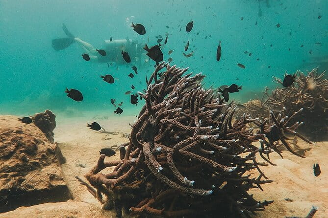 Two Fun Dives for Certified Divers in Koh Kood or Koh Rang - What the $39 package really includes