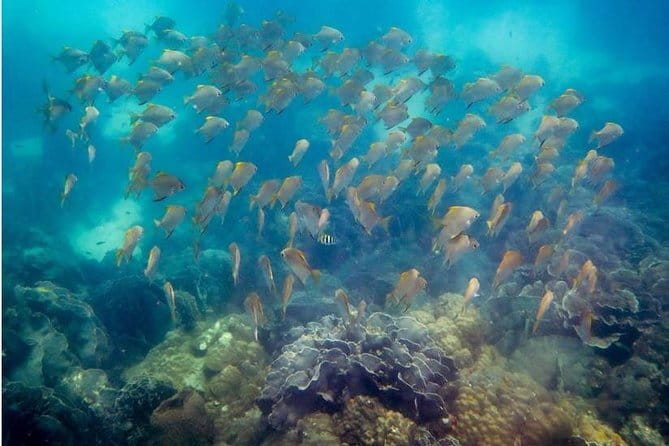 Two Fun Dives for Certified Divers in Koh Kood or Koh Rang - Safety, equipment, and refresher support