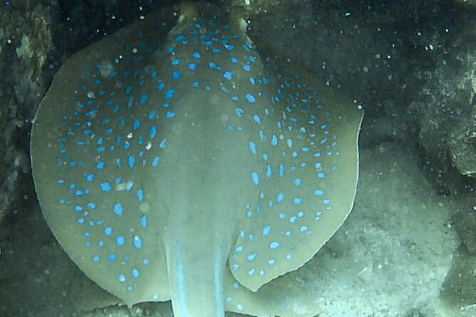Two Fun Dives for Certified Divers in Koh Kood or Koh Rang - Choosing between Koh Kood and Koh Rang