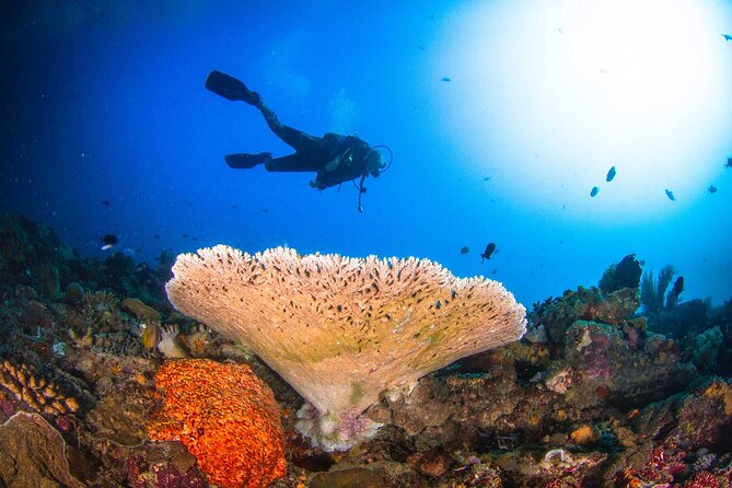 Two fun dives morning trip (Certified Divers only) - Your 7:00 a.m. start at Purple Dive Penida