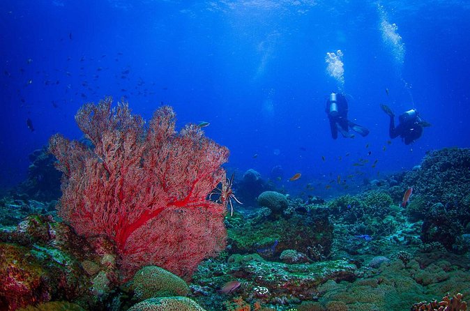 Two fun dives morning trip (Certified Divers only) - What you might see around Nusa Penida