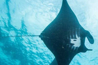 Two fun dives morning trip (Certified Divers only)