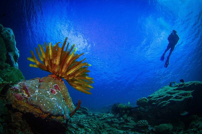Two fun dives morning trip (Certified Divers only) - Weather, currents, and the limits of a fixed itinerary