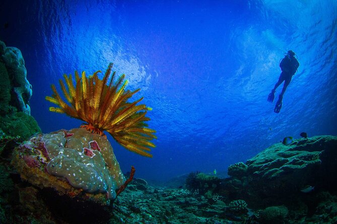 Two fun dives morning trip (Certified Divers only) - Who should book this trip