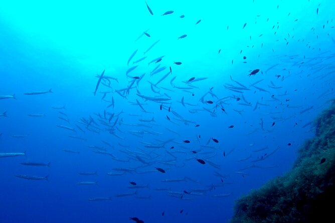 Two Morning Dives in Gozo for Certified Diver - The coffee break and second tank