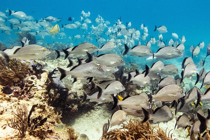 Two reef discovery dives with professional instructor (no experience necessary) - Two reef sessions down to 40 feet