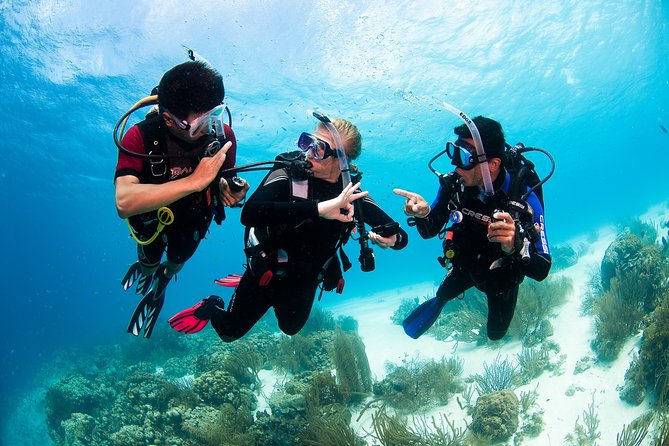 Two reef discovery dives with professional instructor (no experience necessary) - What you see and what you may not see