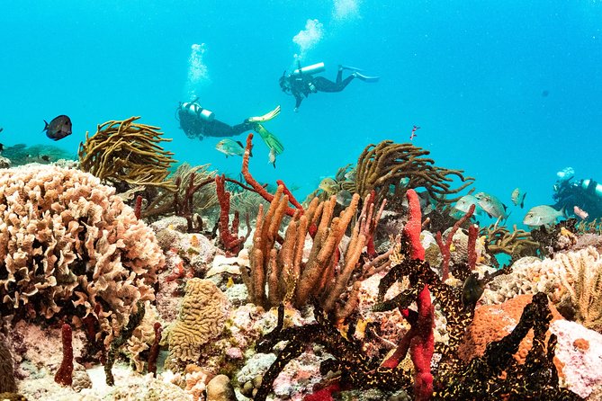 Two reef discovery dives with professional instructor (no experience necessary) - Who should book this activity?