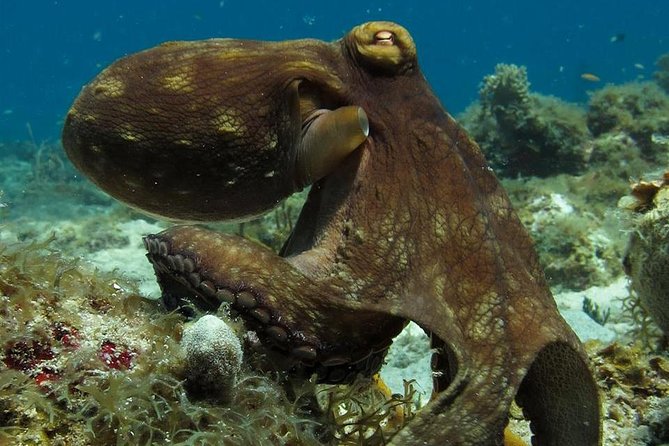 Two-Tank Dive for Certified Diving in St Thomas - Key Things to Know Before You Book