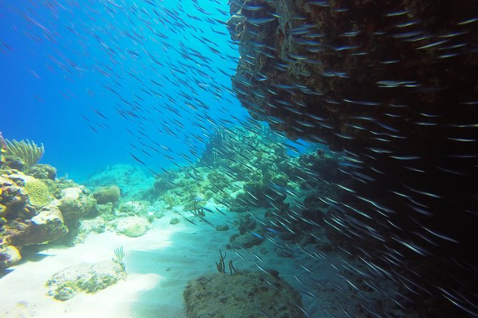 Two-Tank Dive for Certified Diving in St Thomas - What the $189 Price Covers