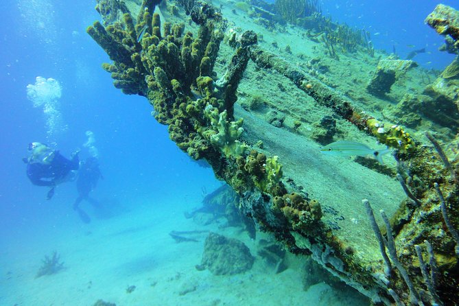 Two-Tank Dive for Certified Diving in St Thomas - Morning or Afternoon?