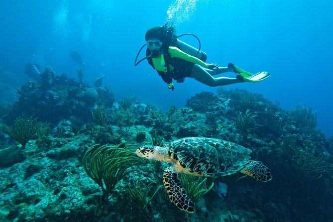 Two-Tank Morning Dive Trip for Certified Divers - Key points to know before you book