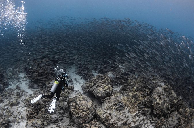 Two Tank Morning Reef Dive and Snorkel - What the underwater terrain adds