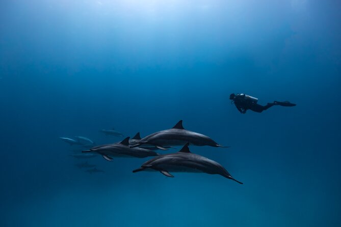 Two Tank Morning Reef Dive and Snorkel - The guides can shape the day
