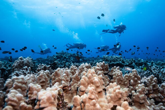 Two Tank Morning Reef Dive and Snorkel - Coffee, snacks, and the small comforts