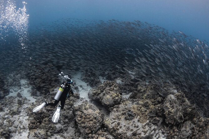 Two Tank Morning Reef Dive and Snorkel - Is $195 a fair price?