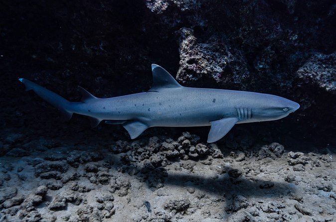 Two Tank Wreck and Drift Dive in Oahu - The drift tank: a change of pace