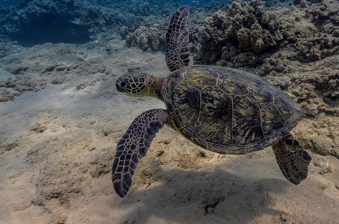 Two Tank Wreck and Drift Dive in Oahu - Staff support for anxious and family groups