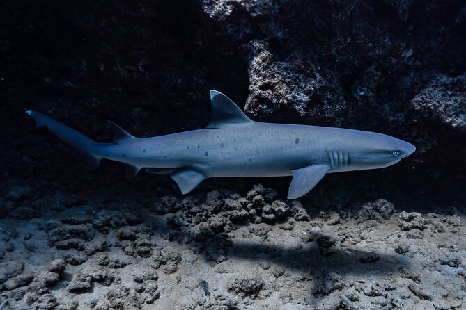Two Tank Wreck and Drift Dive in Oahu - What is included for $225