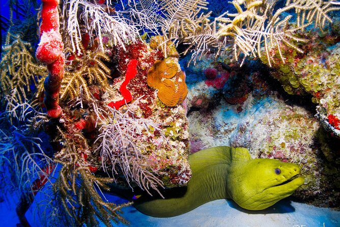 Two tanks local diving for certified divers, SCUBA gear included - The beach surface interval