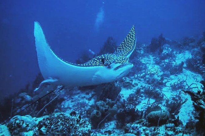 Two tanks local diving for certified divers, SCUBA gear included - Who should book this Costa Maya trip