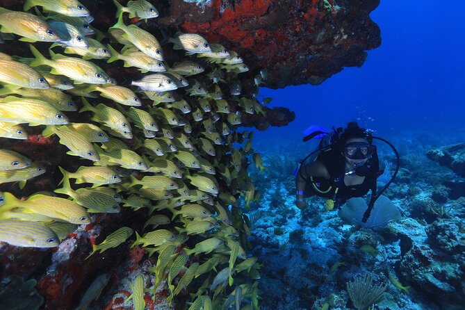 Two Tanks Scuba Diving for Beginners in Cancun - Who should book this experience?