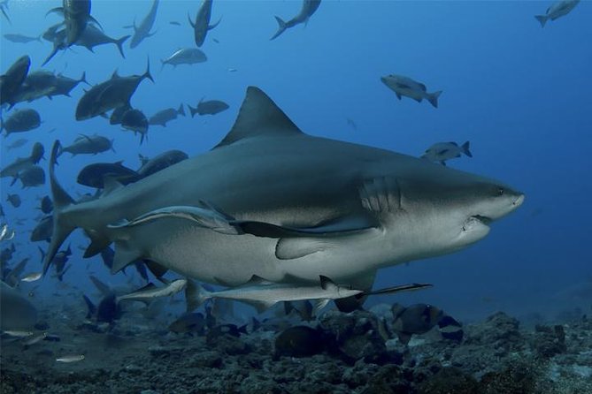 Ultimate Shark Encounter Two Tank Dive at The World Famous Beqa Lagoon - Key points before you book