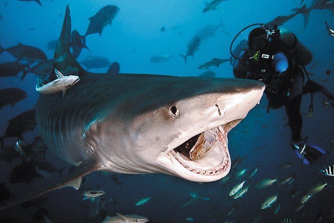 Ultimate Shark Encounter Two Tank Dive at The World Famous Beqa Lagoon - Getting to the Beqa Lagoon meeting point