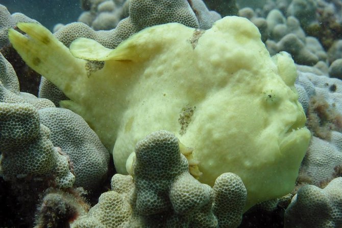 Underwater Scooter Dive (Certified Divers Only) Makena Wailea - A Small Group With a Personal Guide