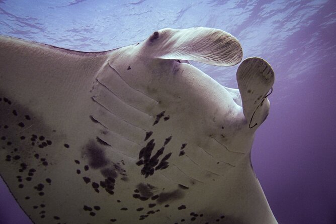 Underwater Scooter Dive (Certified Divers Only) Makena Wailea - What the Three Hours Really Includes