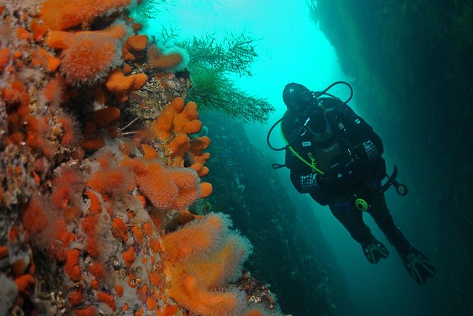 Unique Scuba Diving Experience - Key points to know before booking