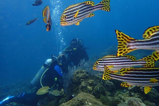 USS Liberty Shipwreck Scuba Diving at Tulamben Bali - Equipment, photos, and extra costs
