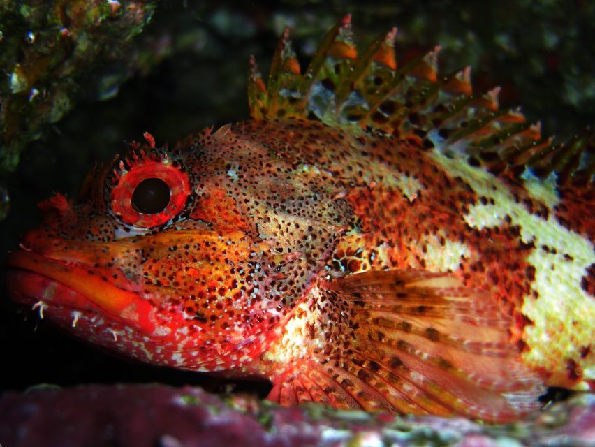 Vila Franca Do Campo: Introduction to Scuba Diving Tour - Why this Azorean setting works so well