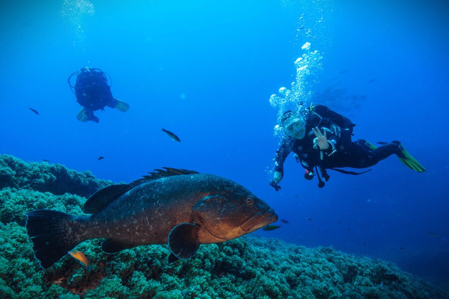 Vila Franca do Campo: Try Scuba Diving for the first time! - Why the Vila Franca do Campo islet is a smart first site