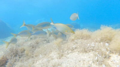 Villasimius: Capo Carbonara First Time Dive with Instructor