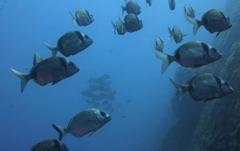 Villasimius: Capo Carbonara First Time Dive with Instructor - What makes Capo Carbonara special