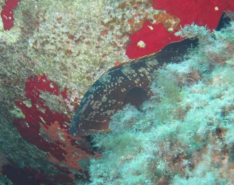 Villasimius: Capo Carbonara First Time Dive with Instructor - Is $98 a fair price?