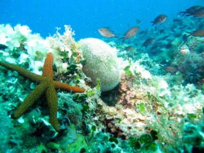 Villefranche-sur-Mer: Experience an introduction to scuba diving