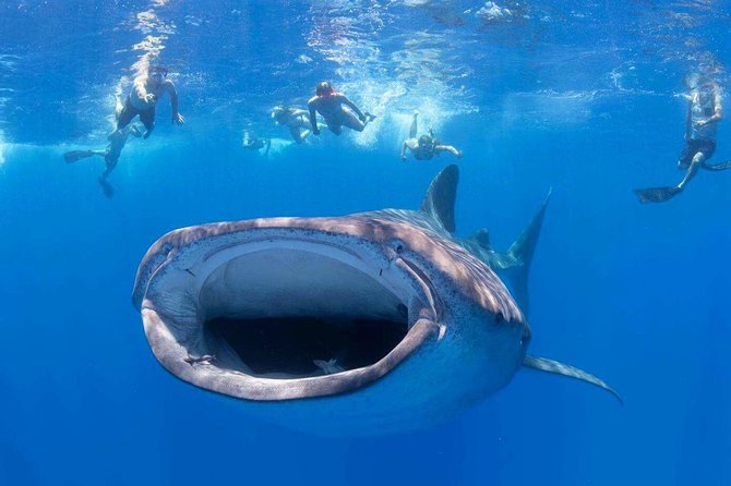VIP Aloha Nui Snorkel Adventure w/ optional SCUBA from Lahaina - Key points to know before you book